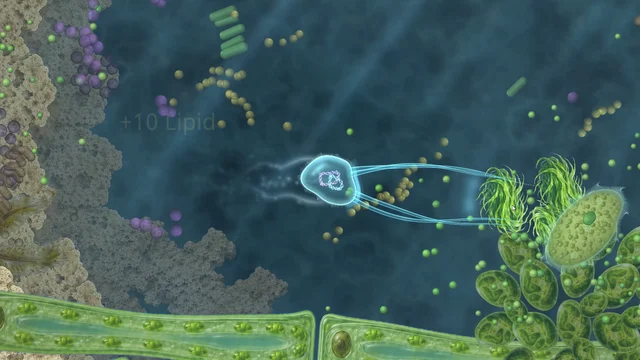 Ciliated cell grappling prey beside green colonies and filament algae